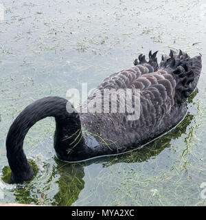 Claremont Landscape Gardens, Surrey Stockfoto