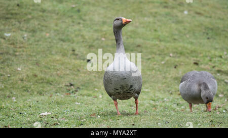 Claremont Landscape Gardens, Surrey Stockfoto