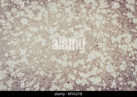 Muster Hintergrund der Pilz auf dem Brett, das alte Holz- Board mit dem Punkt der Pilz, der Pilz auf dem Holzbrett und Holz. Stockfoto