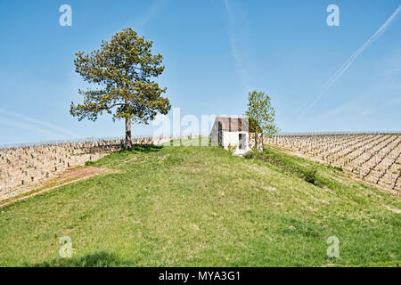 Eine Landschaft Bild mit einem kleinen Bauernhof Schuppen zwischen zwei Weinberge in einem Feld in der Nähe von Chablis, Frankreich. Stockfoto