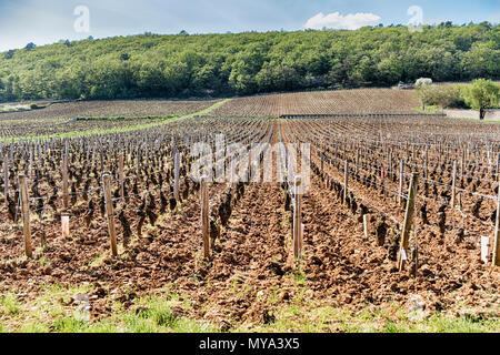 Ein Premier Cru Weinberg auf einem sanft abfallenden Hügel zu einem Wald zeigt die typischen Terroirs der Côte de Nuits in der Region Burgund in Frankreich. Stockfoto