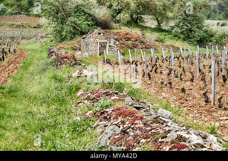 Eine alte Mauer aus Stein zerfällt in der Nähe ein altes steinernes Bauernhaus inmitten der Grand Cru und Premier Cru Weinberge in der Nähe von Gevrey-Chambertin in Burgund Regio Stockfoto