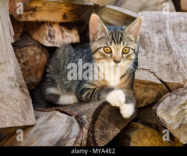 Nette junge tabby Kitten ruht auf einem Stapel von Logs und verwendet die Holzstapel als eine Beobachtung vor Ort Stockfoto