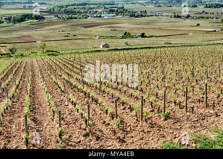 Le Corton grand cru Weingut in Burgund. Die kleinen ländlichen Stadt Alexe-Corton ist im Hintergrund am unteren Ende des Hügels. Stockfoto