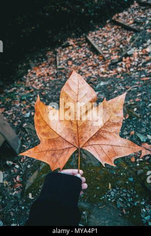 Hand mit einem gefallenen Blatt von Platanus auf dem Berg im Herbst Stockfoto