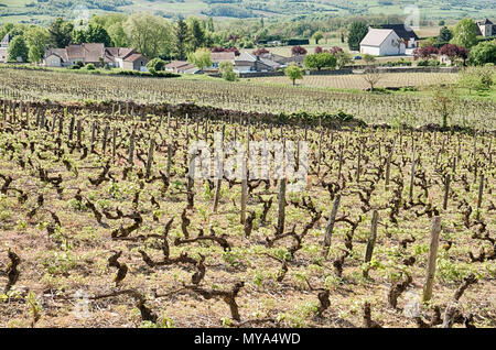 Einen Weinberg mit einer Steinmauer liegt im Dorf von Santenay in der Region Burgund in Frankreich. Stockfoto