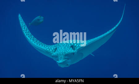 Isolierte weiß gefleckte Adlerrochen Fisch - Rotes Meer Israel Stockfoto