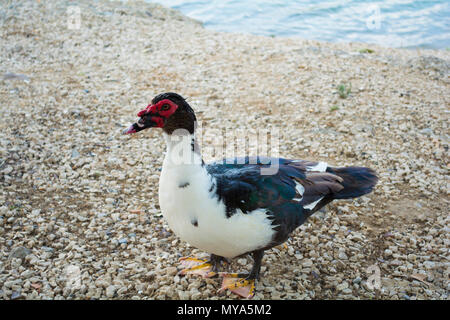 Muscovy Duck ist ein wirklich interessanter Vogel native auf der Südhalbkugel - gemeinhin als eine Ente, aber es ist in der Tat eine andere Art. Stockfoto