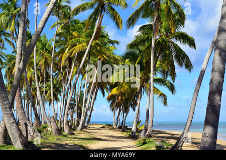 Playa Bonita Beach auf der Halbinsel Samana in der Dominikanischen Republik in der Nähe der Stadt Las Terrenas Stockfoto