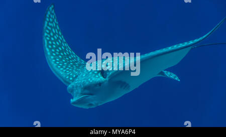 Isolierte weiß gefleckte Adlerrochen Fisch - Rotes Meer Israel Stockfoto