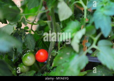 Reife und Unreife Cocktail, Cherry Tomaten (Solanum Lycopersicum). Grün und Rot Stockfoto