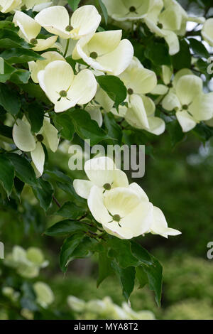 Cornus x elwinortonii 'Venus'. Hartriegelbaum Blumen im Frühling. Großbritannien Stockfoto