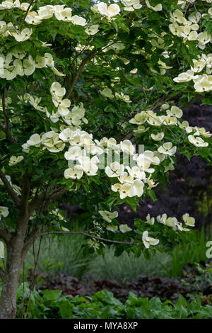 Cornus x elwinortonii 'Venus'. Hartriegelbaum Blumen im Frühling. Großbritannien Stockfoto