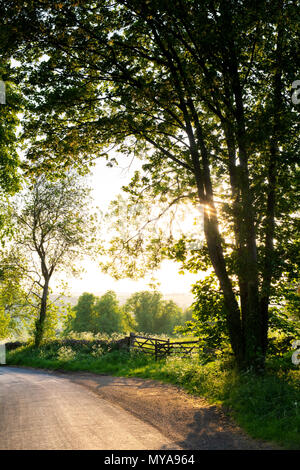 Abendsonne in der Landschaft in der Nähe von Cotswold Guiting macht, Cotswolds, Gloucestershire, VEREINIGTES KÖNIGREICH Stockfoto