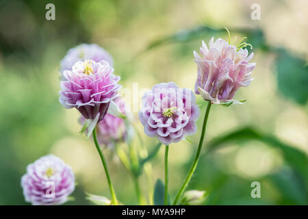 Aquilegia vulgaris. Rosa Columbine Blumen, die selbst in einem Garten Grenze gesät. Großbritannien Stockfoto