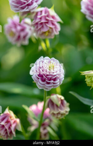 Aquilegia vulgaris. Rosa Columbine Blumen, die selbst in einem Garten Grenze gesät. Großbritannien Stockfoto