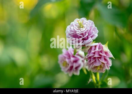 Aquilegia vulgaris. Rosa Columbine Blumen, die selbst in einem Garten Grenze gesät. Großbritannien Stockfoto