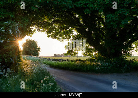 Abendsonne im cotswold Landschaft in der Nähe von Lower Swell, Cotswolds, Gloucestershire, VEREINIGTES KÖNIGREICH Stockfoto