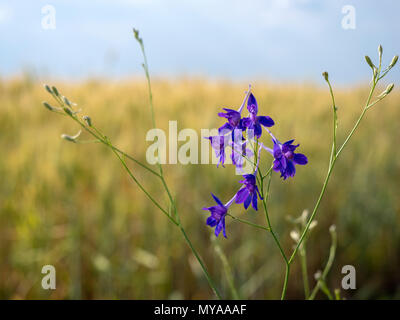 Blau Forking Larkspur (Konsolidierung regalis) Nahaufnahme, geringe Tiefenschärfe. Stockfoto