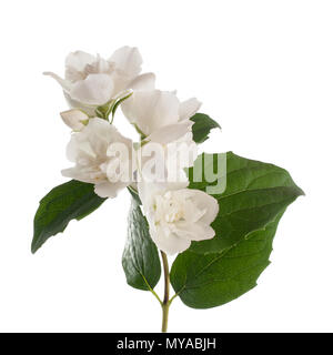 Niederlassung von Jasmin Blumen auf weißem Hintergrund Stockfoto