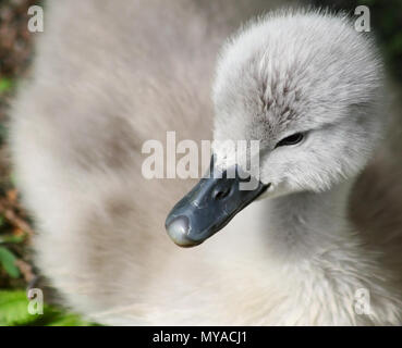 Nahaufnahme von einem Baby Mute swan nur eine Woche alt Stockfoto