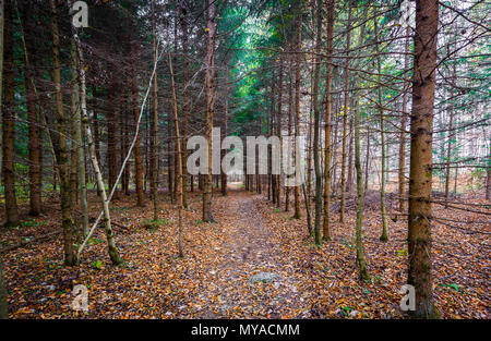 Panoramabild der Herbst Wald Wald in Slowenien Fichte. Alte verfallende Wald und Schmutz Fußweg. Land Weg vorwärts durch Fores Stockfoto