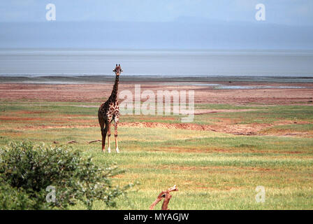 Giraffe im Lake Manyara National Park, Tansania © Antonio Ciufo Stockfoto