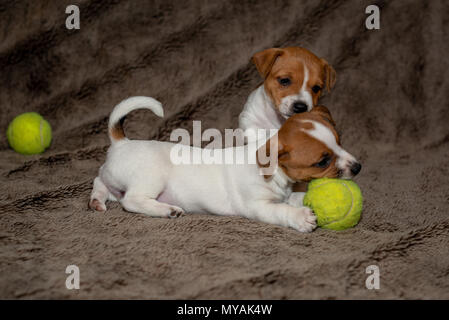 Zwei Jack Russell Welpen spielen miteinander für braune Decken. Stockfoto