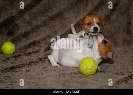 Zwei Jack Russell Welpen spielen miteinander für braune Decken. Stockfoto