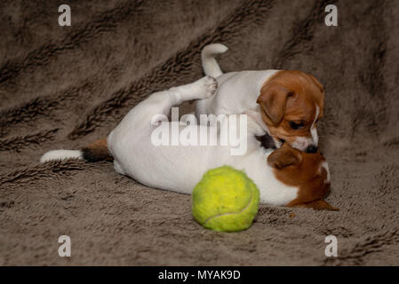 Zwei Jack Russell Welpen spielen miteinander für braune Decken. Stockfoto