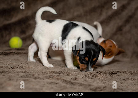 Zwei Jack Russell Welpen spielen miteinander für braune Decken. Stockfoto