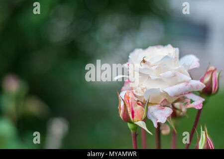 Mystica stieg um Marchese. eine weiße und eine rote Rose im Vordergrund. Über der Blume gibt es eine kleine Spinne und auf dem Schaft Es gibt Schnecken. boken Licht Stockfoto