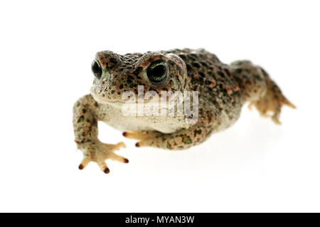 (Epidalea calamita Natterjack toad) mit weißem Hintergrund Stockfoto