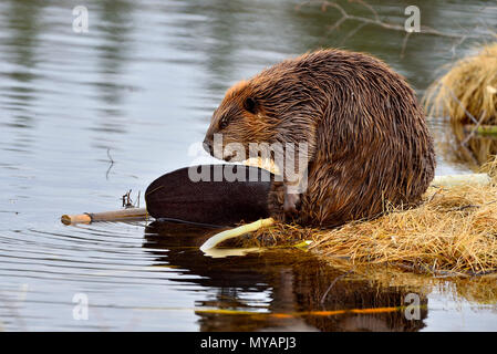 Ein erwachsener Biber 'Castor Canadensis', der auf seinem Rücken sitzt und sein Bauchfell mit seinen Vorderpfoten reibt, um Öl aus seinen Öldrüsen zu reinigen und zu verteilen, um zu helfen Stockfoto