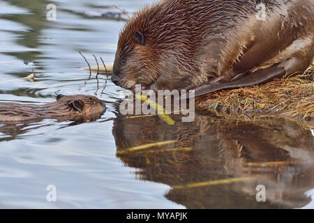 Eine Mutter Biber (Castor Canadensis); zeigen Sie Ihr junges Baby Biber was an, am Ufer des Maxwell See in Hinton Alberta Kanada zum Knabbern. Stockfoto