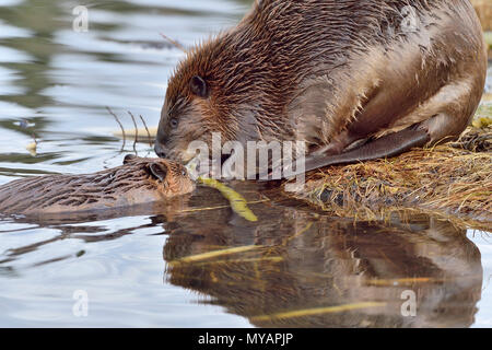 Eine Mutter Biber (Castor Canadensis); zeigen Sie Ihr junges Baby Biber was an, am Ufer des Maxwell See in Hinton Alberta Kanada zum Knabbern. Stockfoto