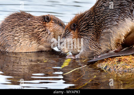 Eine Mutter Biber (Castor Canadensis); und ihre jungen Baby Biber auf einem Aspen tree branch Nibble, am Ufer des Maxwell See in Hinton Alberta, Kanada. Stockfoto