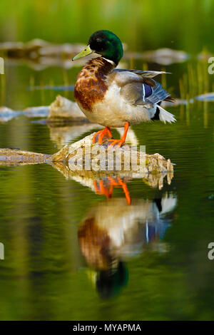 Ein erwachsenes Männchen Stockente (Anas platyrhynchos); auf einer schwimmenden Log in den ruhigen Wasser des Bibers Teich an Maxwell See in Hinton Alberta thront Können Stockfoto