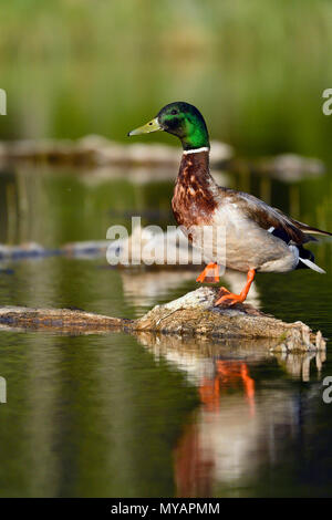 Eine vertikale Bild eines männlichen Erwachsenen Stockente (Anas platyrhynchos), thront auf einem versunkenen Am beaver Promenade in der Nähe von Hinton Alberta Kanada anmelden. Stockfoto