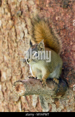 Eine vertikale Bild einer jungen Eichhörnchen "Tamiasciurus hudsonicus'; sitzen auf einem Ast Abschneiden freuen uns mit seinem Schwanz über seinen Rücken. Stockfoto