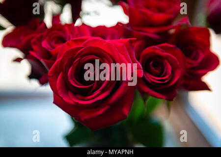 Rote Rosen erstaunlich Licht - Jubiläum Rosen im Erker Nahaufnahme. Valentinstag, Hochzeit, Jubiläum Blumen. Elegante und lebhafte mit Morgenlicht. Stockfoto