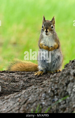 Eine vertikale Bild eines wilden Eichhörnchen "Tamiasciurus hudsonicus'; stehend auf einem Baumstamm mit einem niedlichen Ausdruck auf seinem Gesicht, in der Nähe von Hinton Alberta. Stockfoto