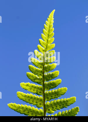 Geteilte Blatt der Strauß Farn, Matteuccia struthiopteris, mit der Entwicklung von Sporen gegen den blauen Himmel. Stockfoto