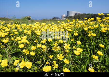 Gelbe Blüte Ranunkeln wächst wild in der Landschaft in der Nähe von Wylfa Kernkraftwerk. Cemaes, Isle of Anglesey, Wales, Großbritannien, Großbritannien Stockfoto