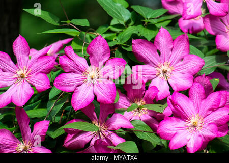 Große Violette Clematis Blumen. Clematis Comtesse de Bouchaud aus der Gruppe (Clematis Ville de Lyon) Stockfoto