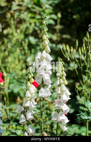 Weiße Blumen von fingerhut mit lila Flecken. Arten der dalmatinischen Weiß (Digitalis purpurea) Stockfoto