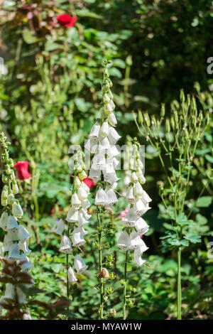 Weiße Blumen von fingerhut mit lila Flecken. Arten der dalmatinischen Weiß (Digitalis purpurea) Stockfoto