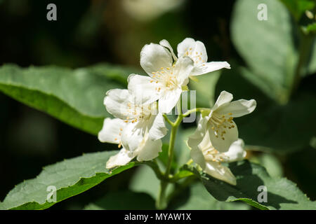 Die weißen Blüten von süßen Mock-orange (Cornus alba 'Sibirica coronarius) Stockfoto