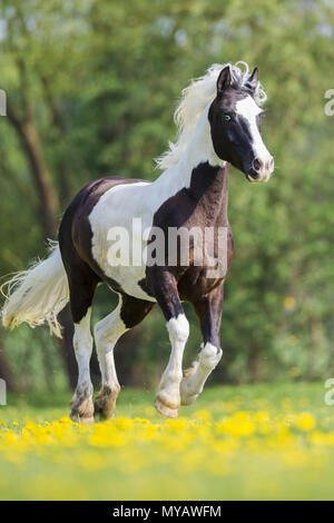 Pinto. Skewbald Wallach galoppierte auf einer Wiese. Deutschland Stockfoto