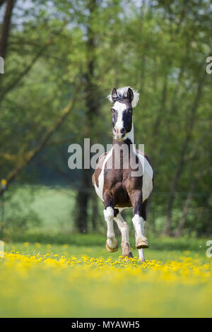 Pinto. Skewbald Wallach galoppierte auf einer Wiese. Deutschland Stockfoto